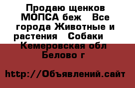 Продаю щенков МОПСА беж - Все города Животные и растения » Собаки   . Кемеровская обл.,Белово г.